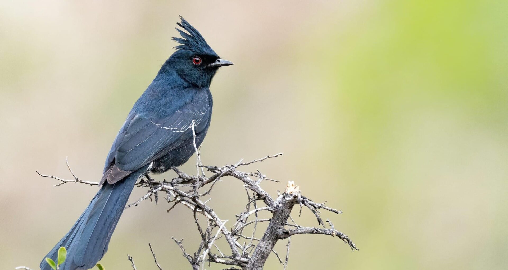 “The black Cardinal” is actually not a Cardinal at all. Its real name is the Phainopepla.