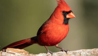 Cardinals Feed Other Birds As Well As Their Own