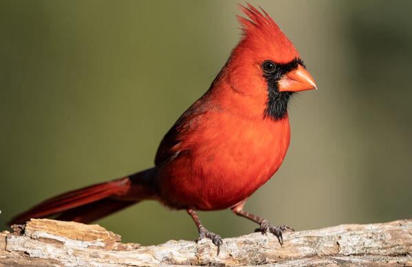 Cardinals Feed Other Birds As Well As Their Own