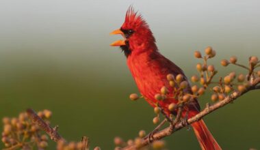 It's time to turn the sub into a cardinal bird only subreddit, this team doesn't deserve its fandom after that. Time to start boycotting.