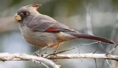 Our namesake since we moved to the desert.