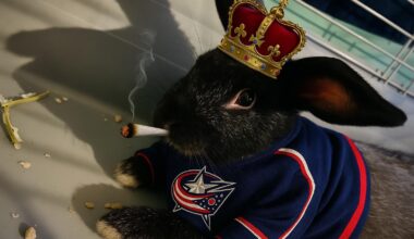 This particular long eared beast is ready to get wild on Minnesota.