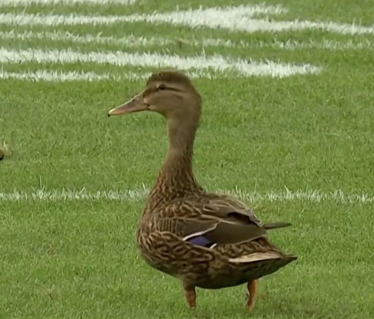 The rest of the NFL is super lucky our star player has been AWOL for a while