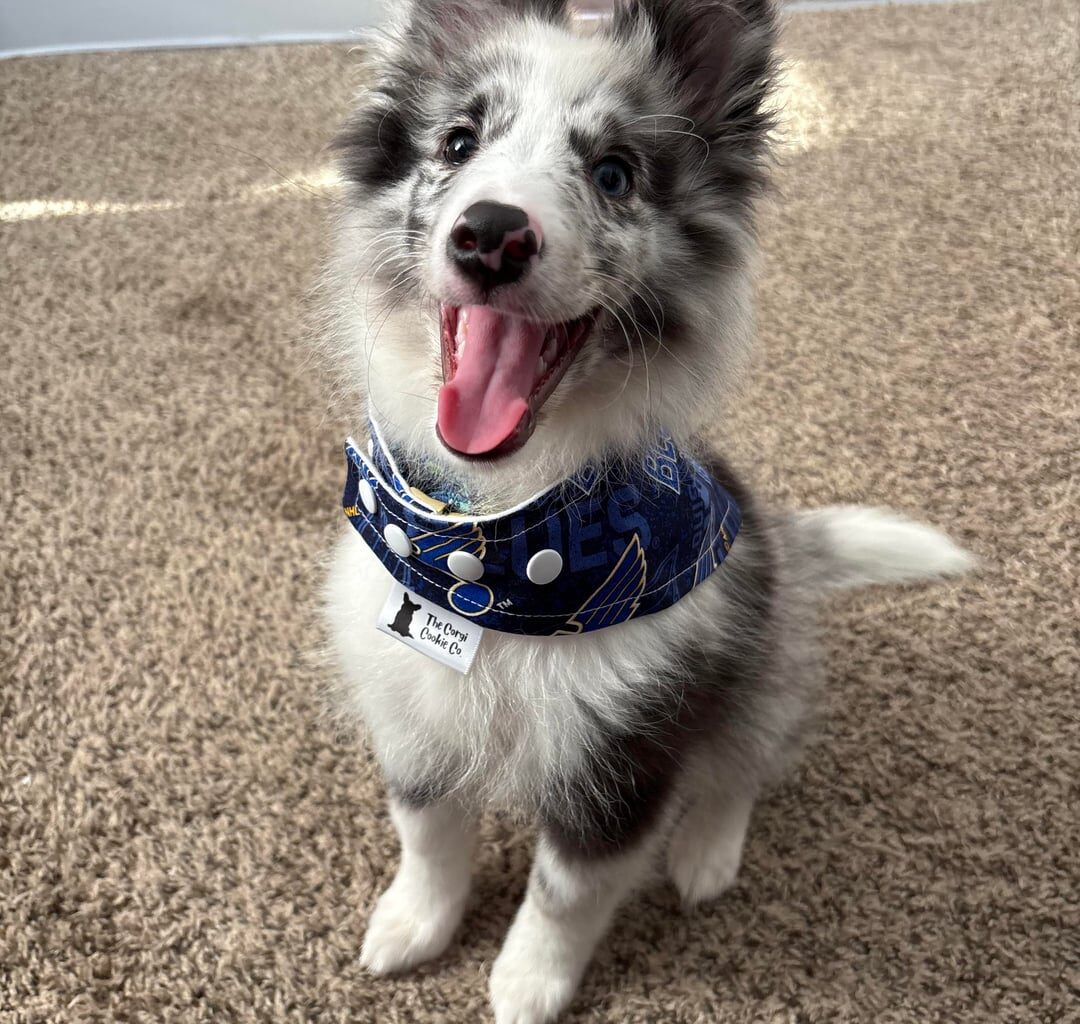 Puppy’s First Opening Night!