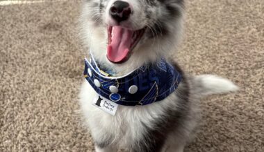 Puppy’s First Opening Night!