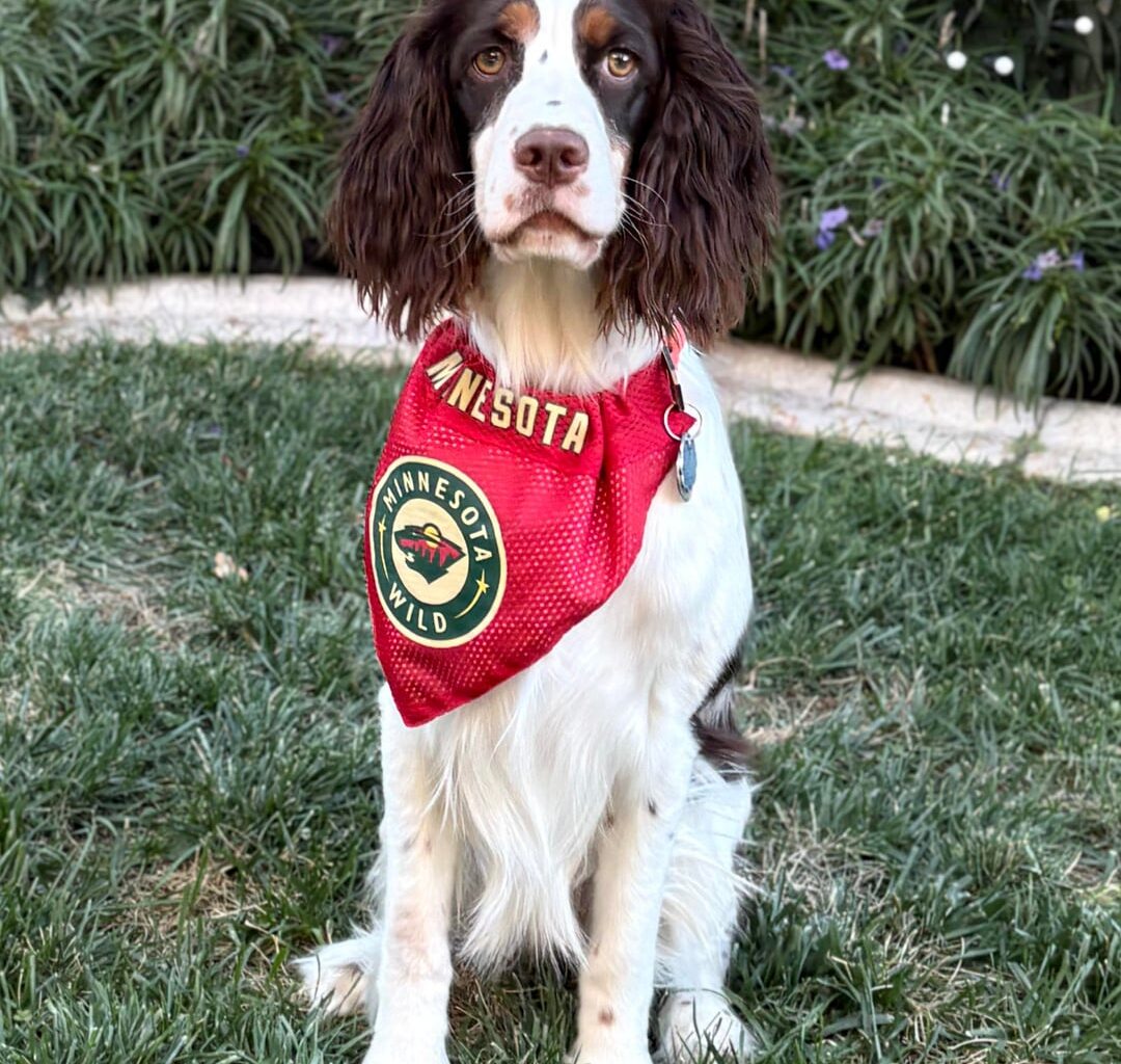The pups all ready for tonight’s game. Let’s go wild!