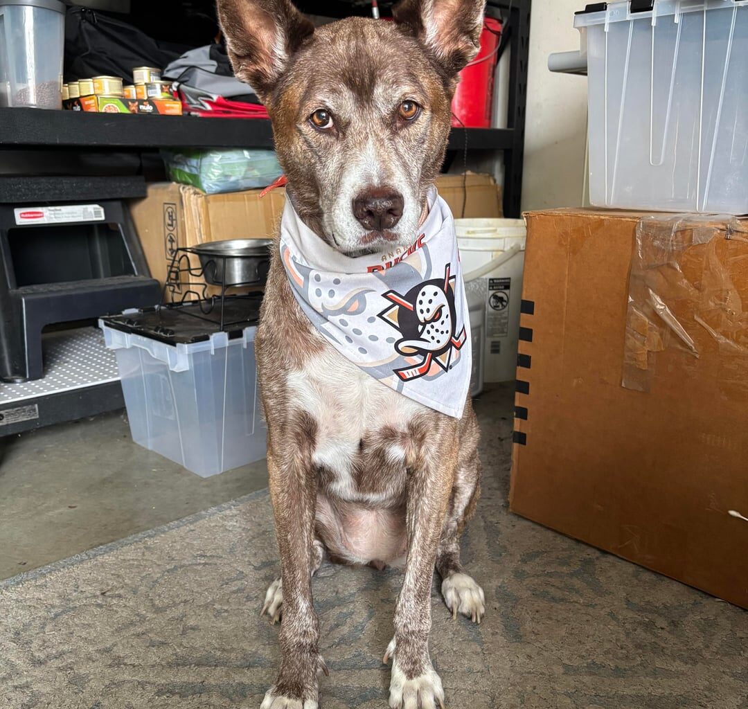 Lilly says wake tf up it’s game day!