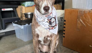 Lilly says wake tf up it’s game day!