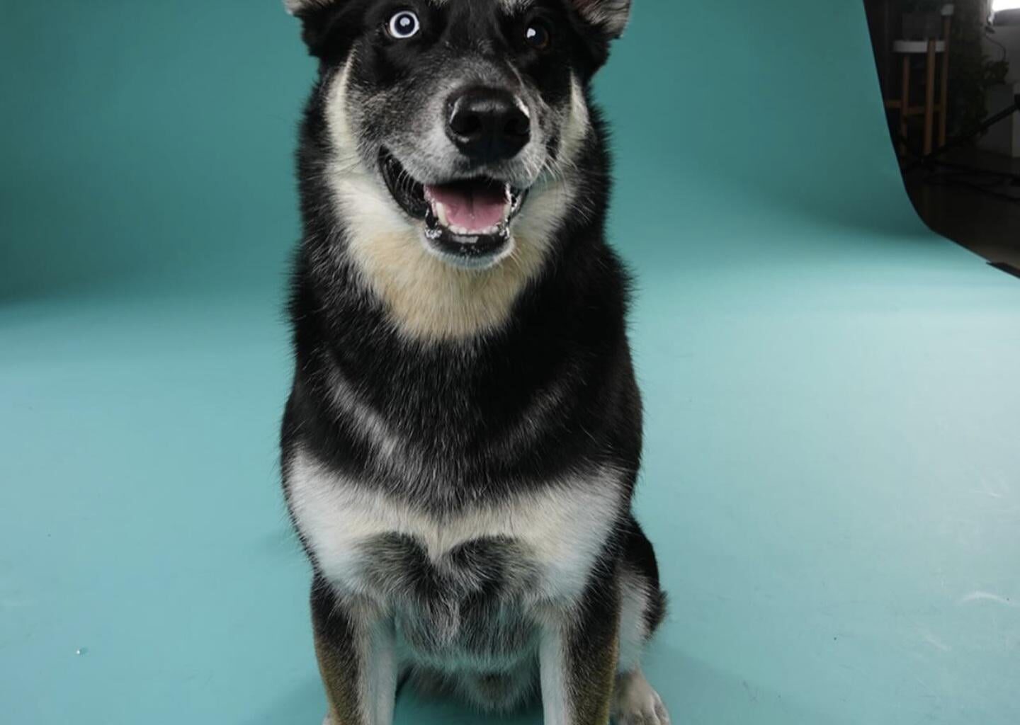 Rest in peace, Coolie. @bboeser [Instagram]