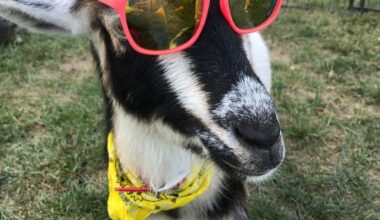 BREAKING NEWS: GOATS ARE CELEBRATING ALL OVER SFL