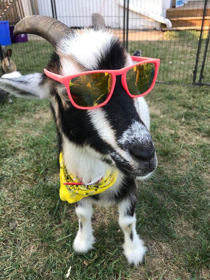 BREAKING NEWS: GOATS ARE CELEBRATING ALL OVER SFL