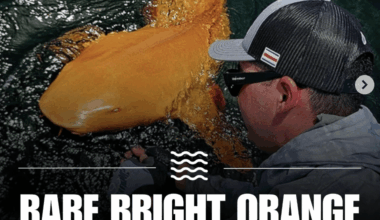 Sharks are becoming Ducks fans after the last game.