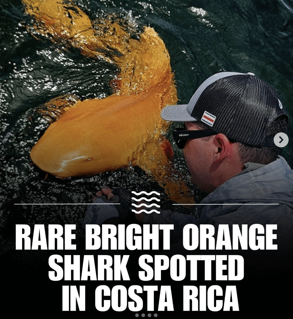 Sharks are becoming Ducks fans after the last game.