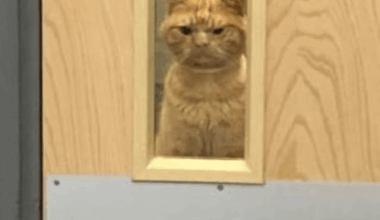 Waking up, knowing we most likely lost due to bad officiating.