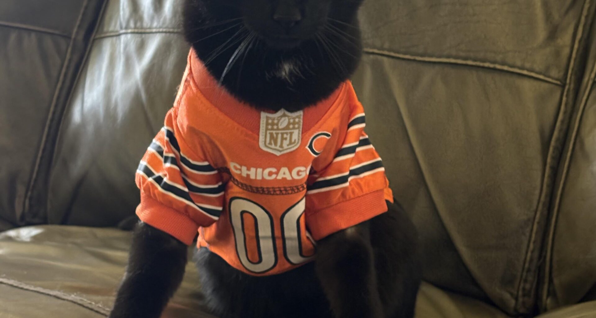 My cat is ready for game day.