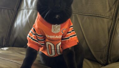 My cat is ready for game day.