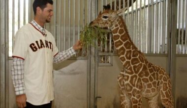 Lack of player nicknames?