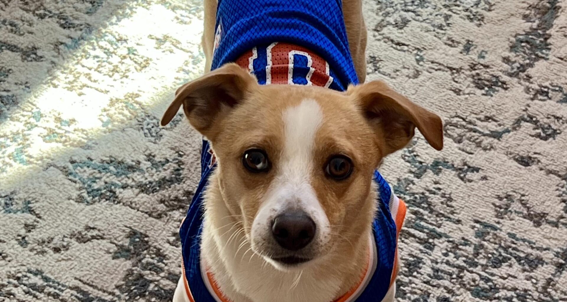 Could my dog get a 10 day?