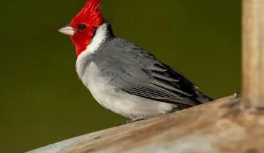 The Hawaiian Cardinal