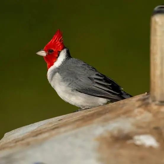 The Hawaiian Cardinal