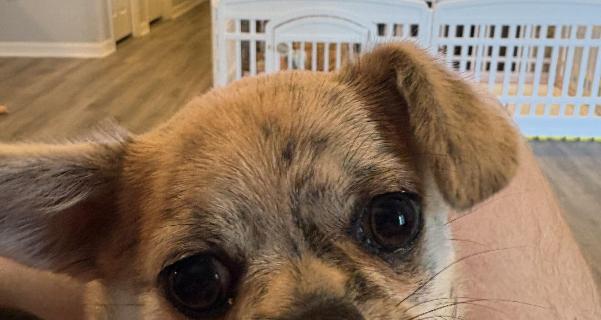 Watching the game with my little buddy. Go Bolts!