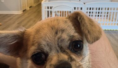 Watching the game with my little buddy. Go Bolts!