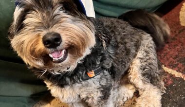 Gizmo the Isles Dog says good luck this season