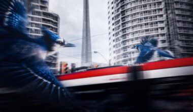 Jays’ Social Media Team is BACK for the World Series!