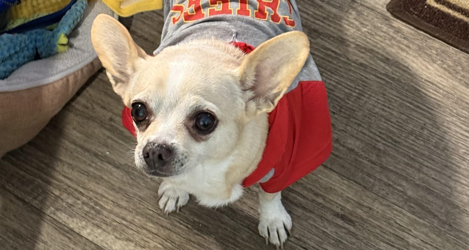 My sweet baby Angel passed. She would have been watching the game with me tonight.