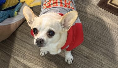 My sweet baby Angel passed. She would have been watching the game with me tonight.