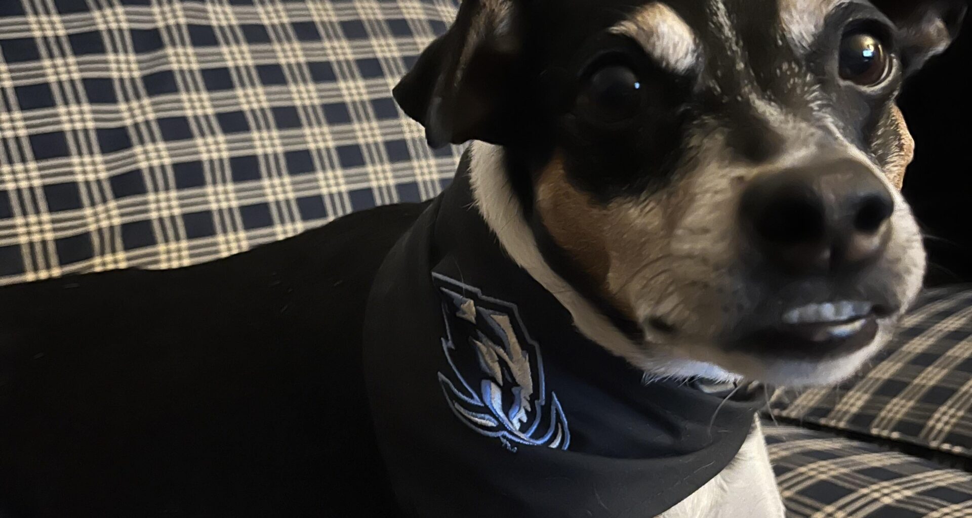 #1 Mammoth fan right here