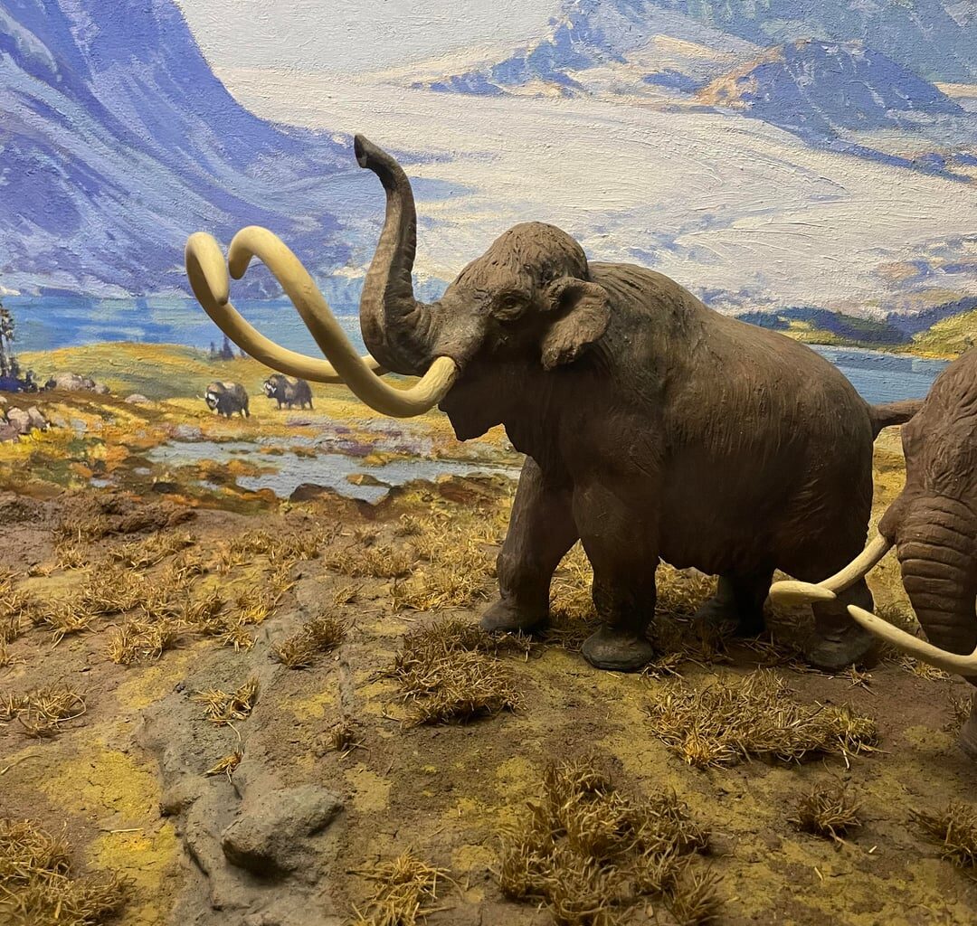 Missed Some Games But Still Saw The Mammoths