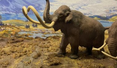 Missed Some Games But Still Saw The Mammoths