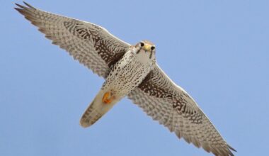 Prairie Falcon