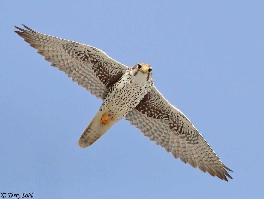 Prairie Falcon