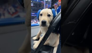 New York Islanders Puppy Marty’s First Game!