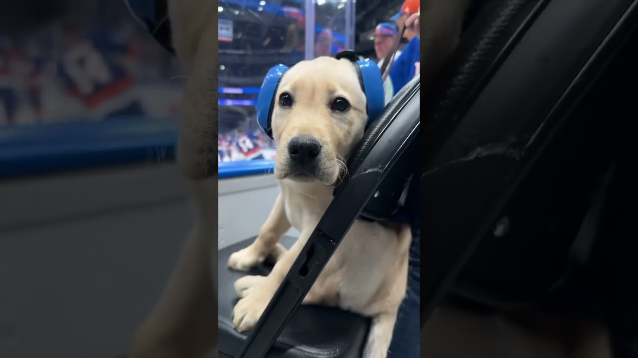 New York Islanders Puppy Marty’s First Game!