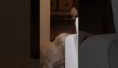 wait for it ... 👏🤣