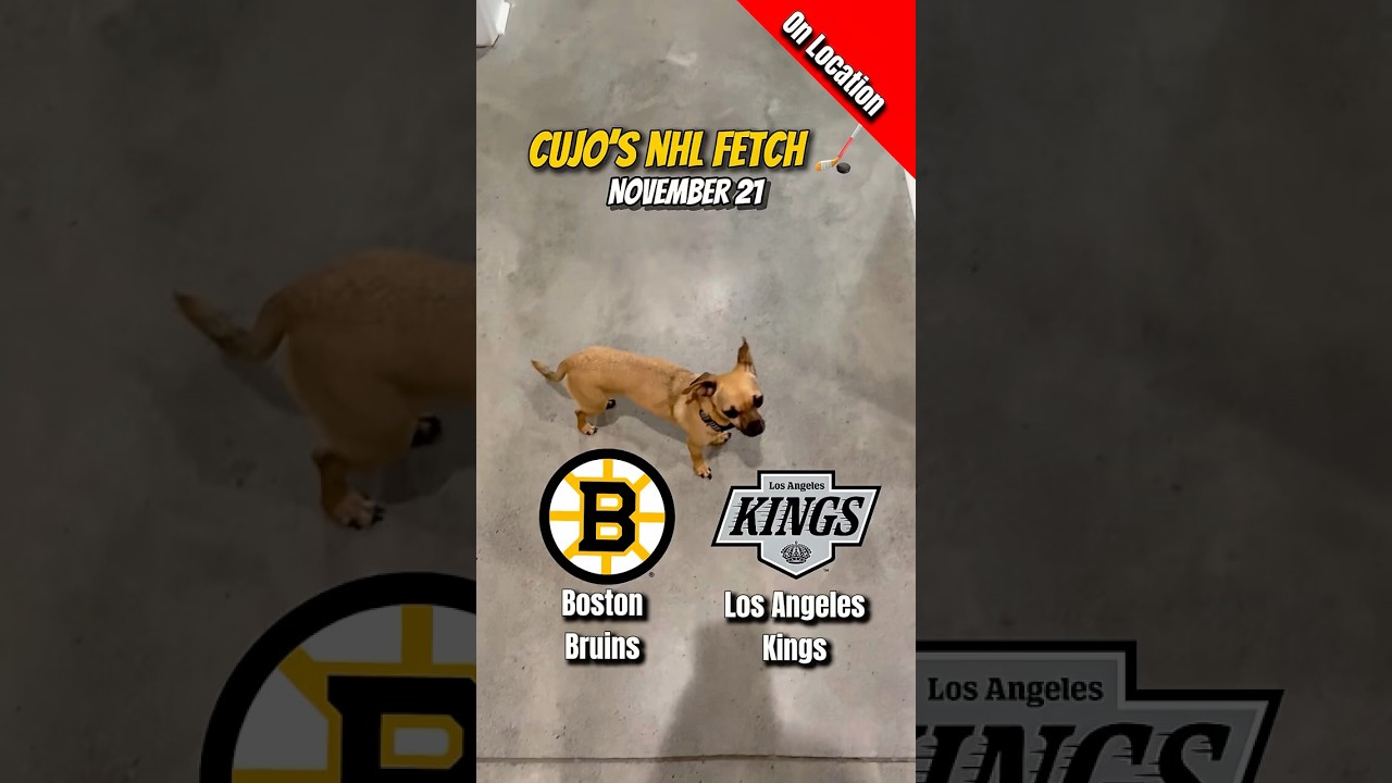 Cujo’s NHL Fetch | Boston Bruins vs Los Angeles Kings 🐕 11-21-2025 NHL Hockey