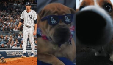 MLB’s best animal moments of 2025! (Ft. dogs, rabbits, squirrels and MORE!)