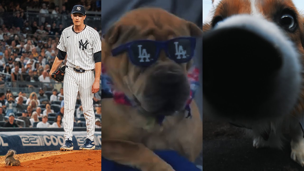 MLB’s best animal moments of 2025! (Ft. dogs, rabbits, squirrels and MORE!)