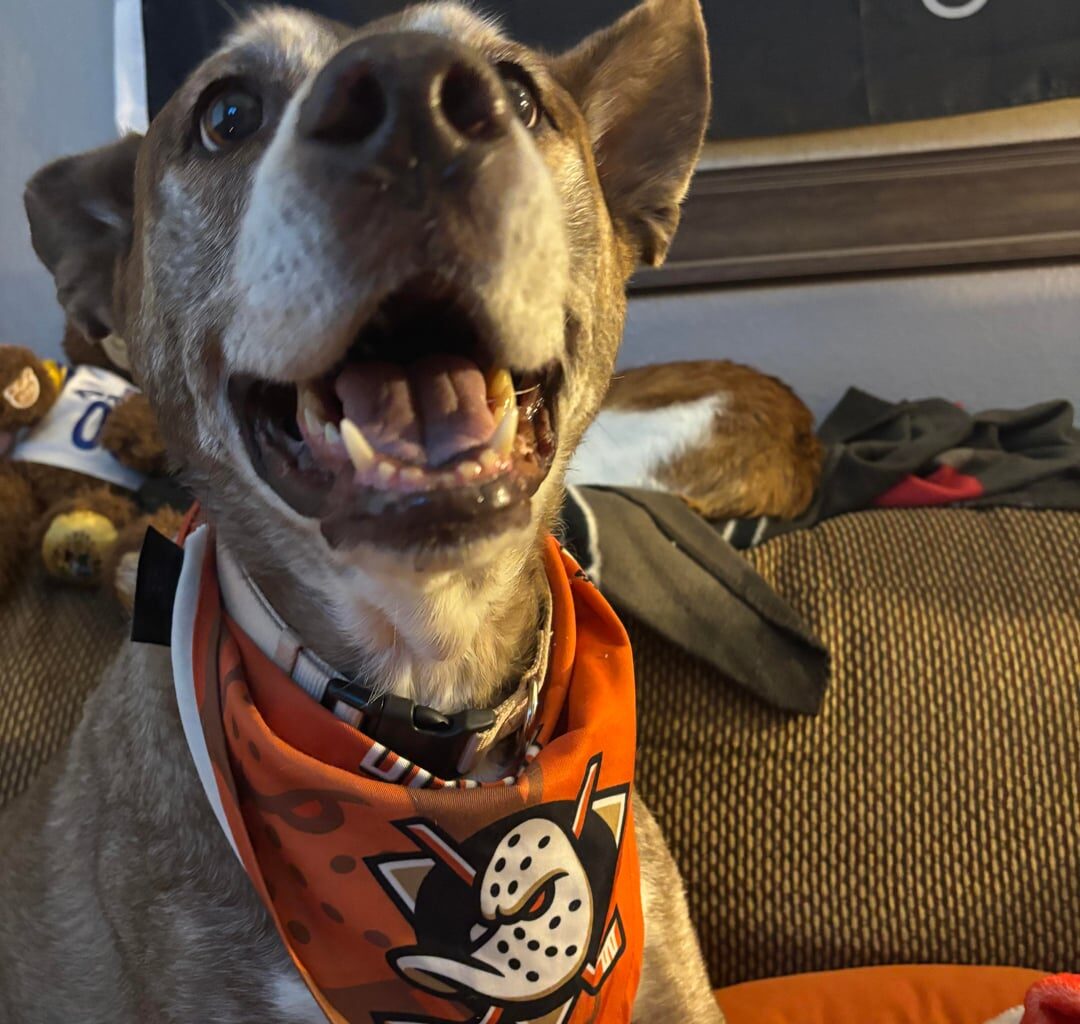 Lilly is mad at me! :( she knows I’m going to the game without her tonight. But no worries! I’m leaving the game on for her tonight!