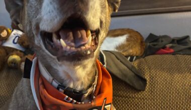 Lilly is mad at me! :( she knows I’m going to the game without her tonight. But no worries! I’m leaving the game on for her tonight!