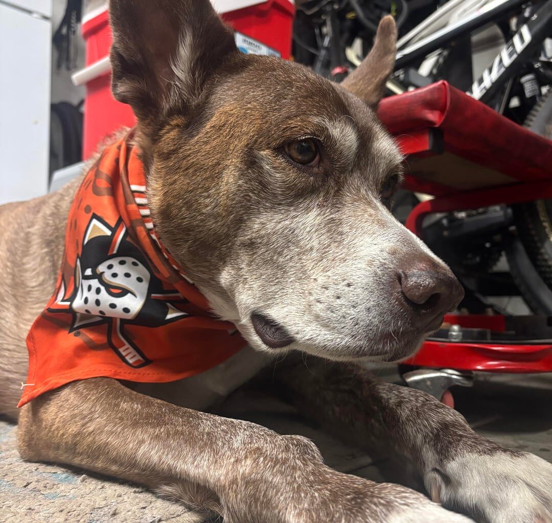 Lilly getting in the zone for tonight’s game! LGD!
