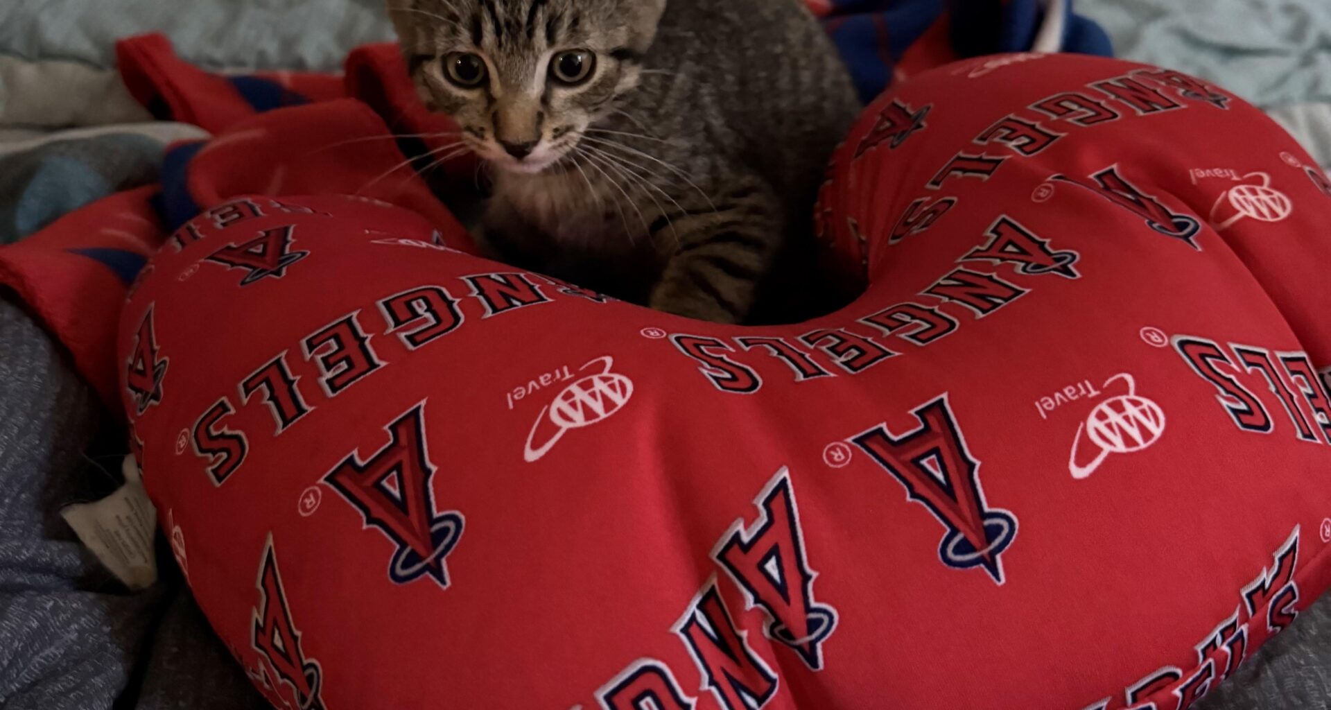 Happy Thanksgiving from Torii. I’m grateful for this new Angel happening to me this year!