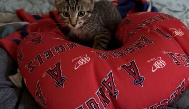 Happy Thanksgiving from Torii. I’m grateful for this new Angel happening to me this year!