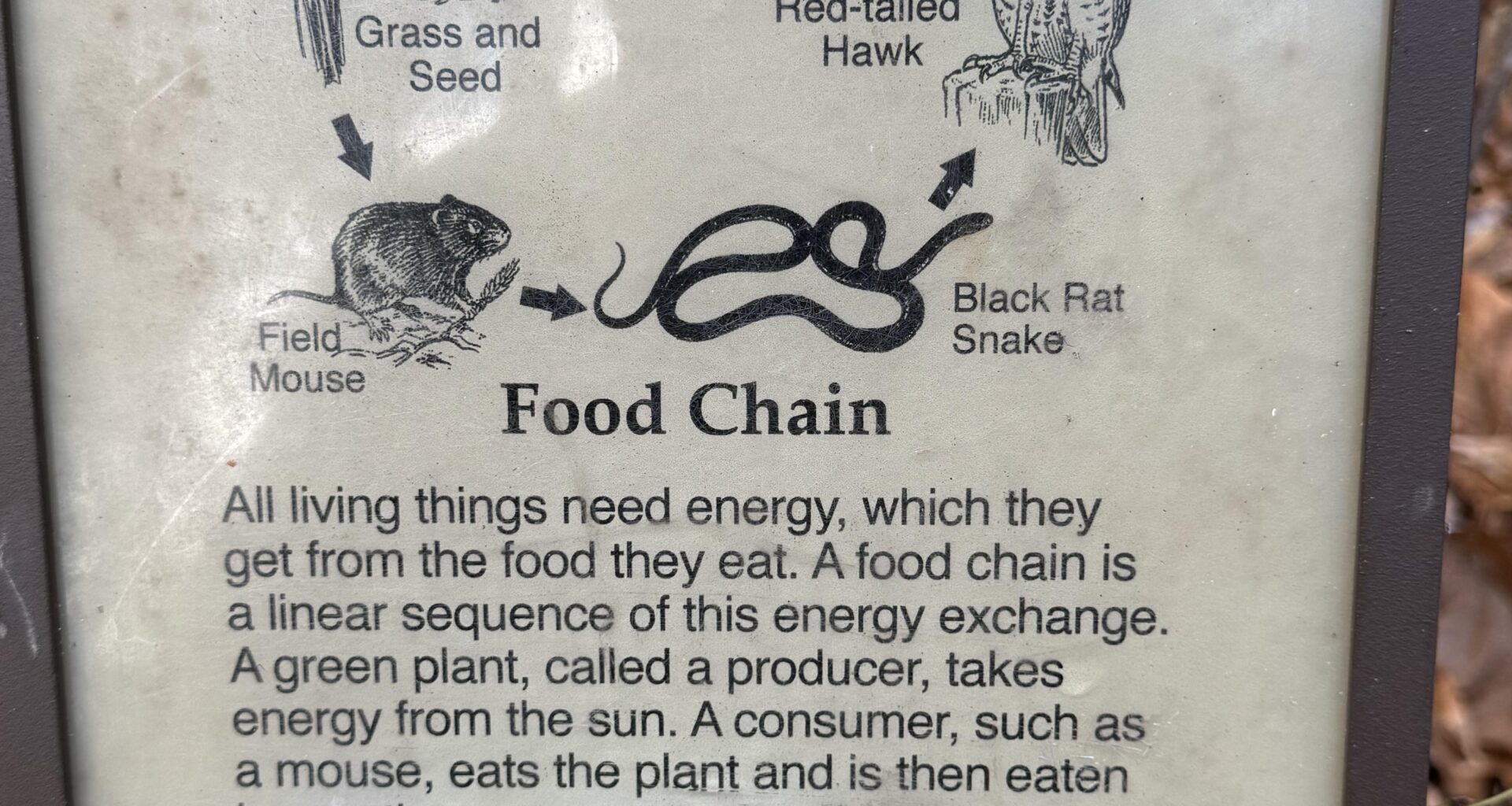 Red Tailed Hawks are the top of the food chain.