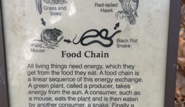 Red Tailed Hawks are the top of the food chain.