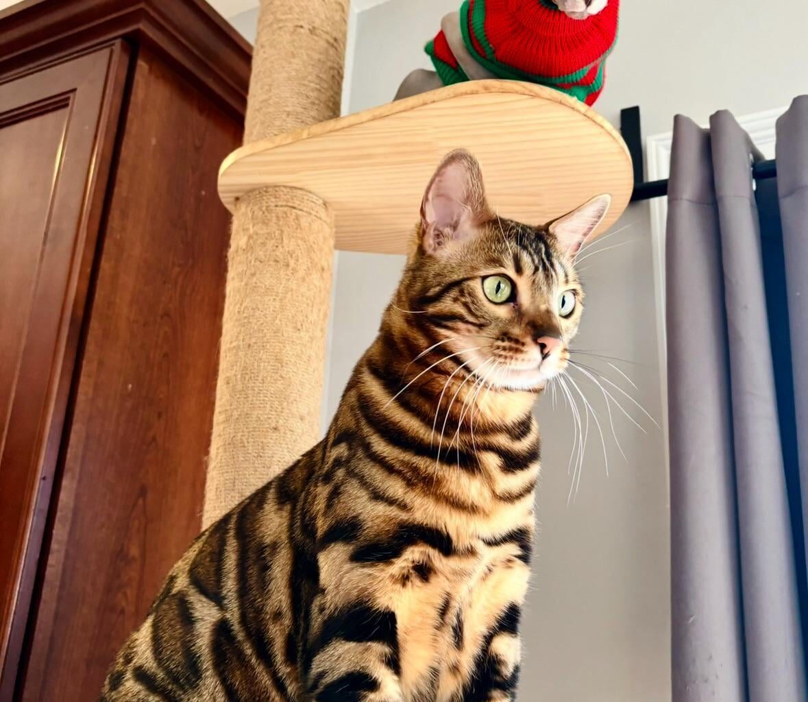 My bengal boy, Bambi with his little sphynx buddy, Deet! I adore them so much and I love that they are so different but get along so well