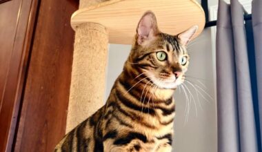 My bengal boy, Bambi with his little sphynx buddy, Deet! I adore them so much and I love that they are so different but get along so well